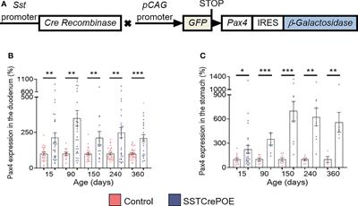 Conversion of Gastrointestinal Somatostatin-Expressing D Cells Into Insulin-Producing Beta-Like Cells Upon Pax4 Misexpression